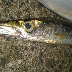 群れがガサガサ