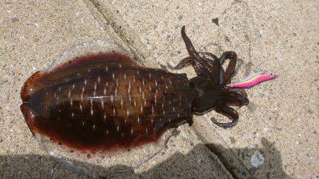 仕事で五島エギング