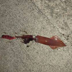 ケンサキイカ渋い