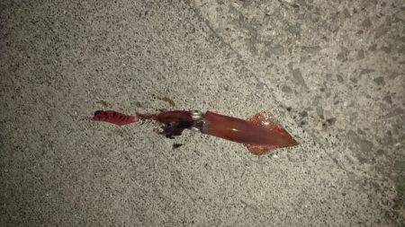 ケンサキイカ渋い