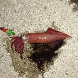 短時間ケンサキ