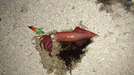 短時間ケンサキ