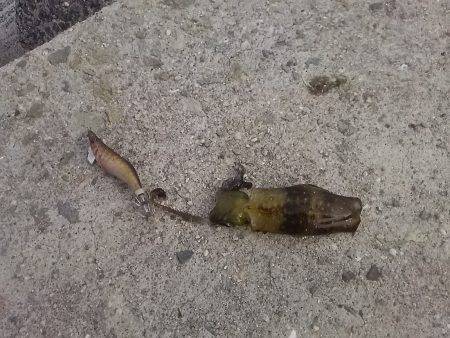 貝塚人工島でアオリイカ新子1杯Get