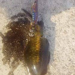 貝塚人工島でアオリ新子9杯get