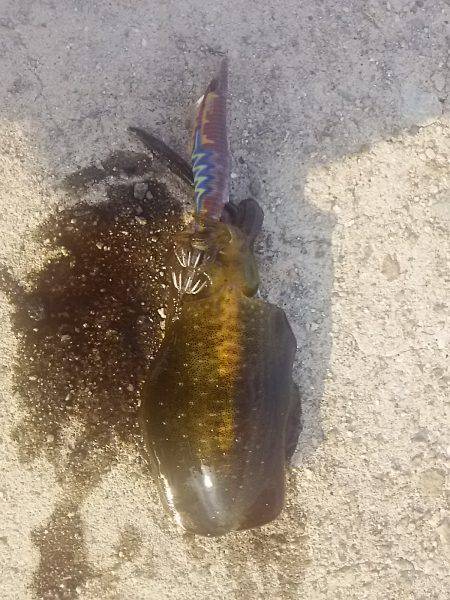 貝塚人工島でアオリ新子9杯get