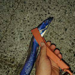 太刀魚のちデイアジング