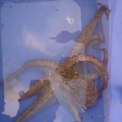 子供とファミリーフィッシング