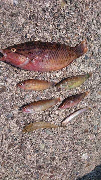 フグを避けながらの五目釣り