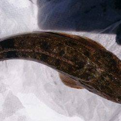 キスリベンジ＆マゴチ！