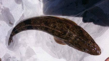 キスリベンジ＆マゴチ！