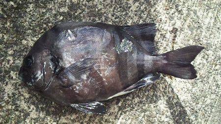 安定のサンバソウ