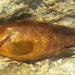 アコウゲット!!!