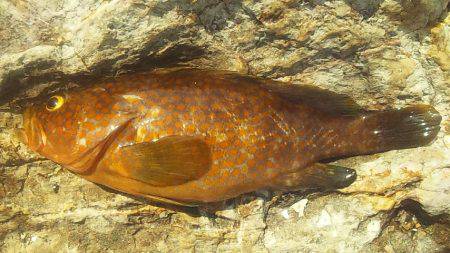 アコウゲット!!!