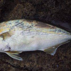 小さな青物回遊中