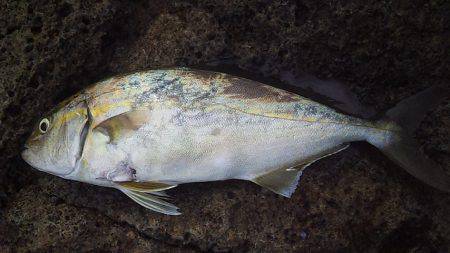 小さな青物回遊中