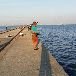 サゴシからの太刀魚