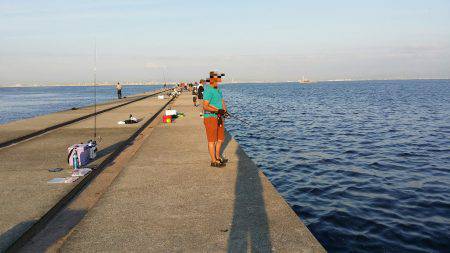 サゴシからの太刀魚