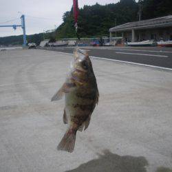 アイナメ遠征１