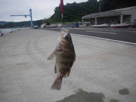 アイナメ遠征１