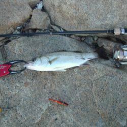 ｼｰﾊﾞｽ修行