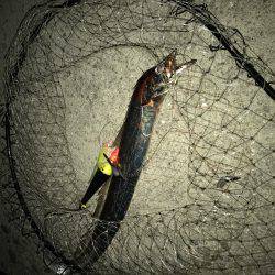 タチウオ調査行って来ました。