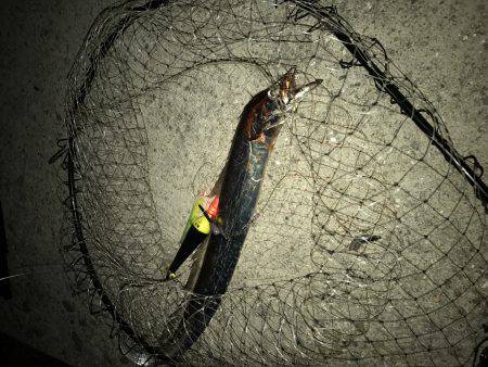 タチウオ調査行って来ました。