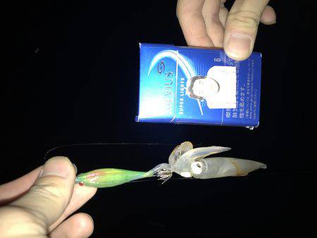 キャップテンイカ