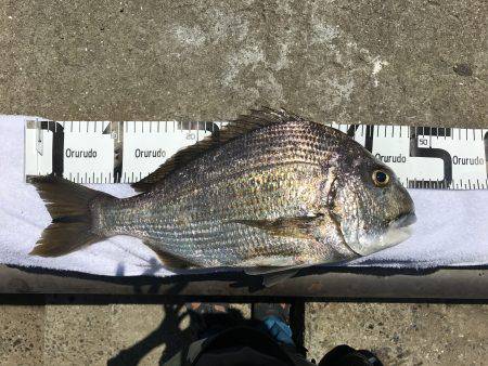 ヘダイが釣れてます！