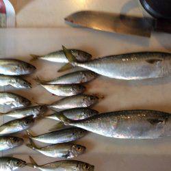 投げサビキ釣り