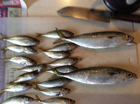 投げサビキ釣り