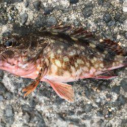 昨日の今日で…。