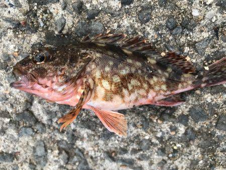 昨日の今日で…。