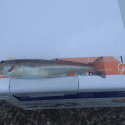 前回と同じポイントでキス釣り