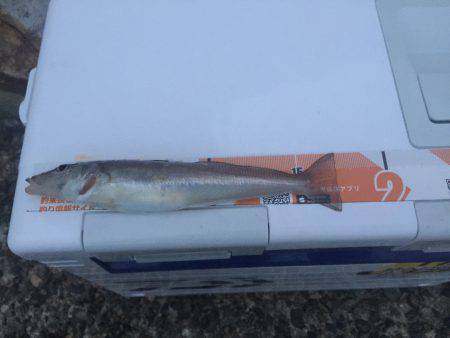 前回と同じポイントでキス釣り