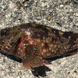 ロックフィッシュは最高‼️