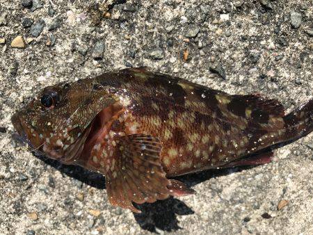 ロックフィッシュは最高‼️