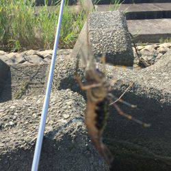 千種川河口で手長エビ釣り