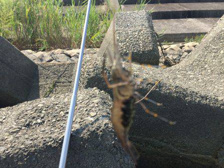 千種川河口で手長エビ釣り