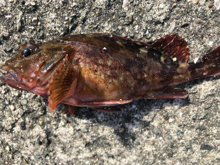 なぜか大漁⁉️