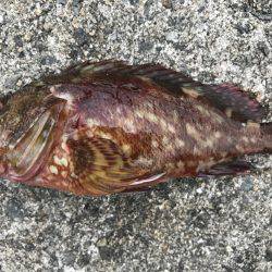 なぜか大漁⁉️2