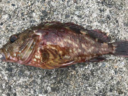 なぜか大漁⁉️２