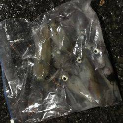 ケンサキイカと新子調査