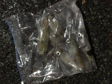 ケンサキイカと新子調査