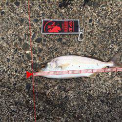 ロックフィッシュのはずが、、、、、