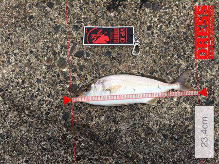 ロックフィッシュのはずが、、、、、