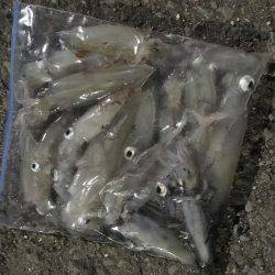 ケンサキとアオリイカ新子