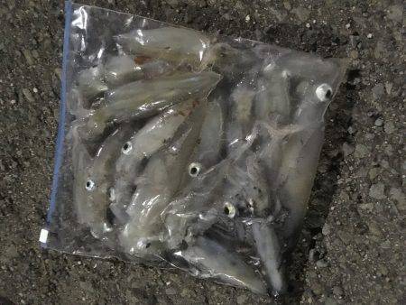 ケンサキとアオリイカ新子