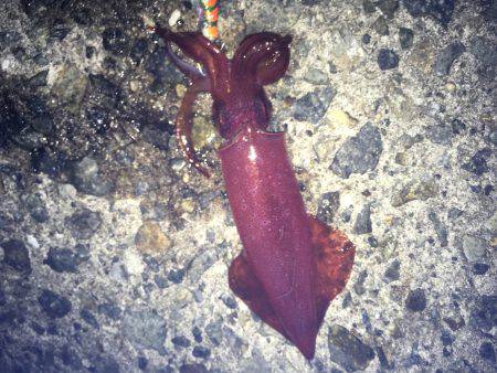 連日のケンサキイカ