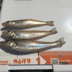 キスは喰いが渋かった