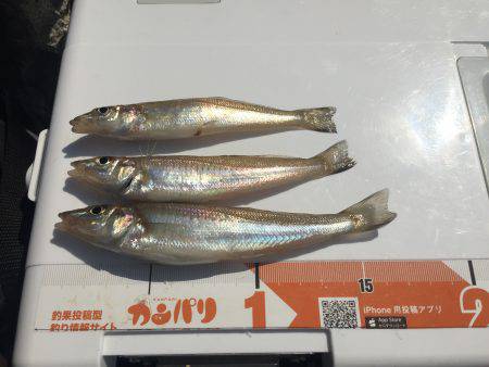 キスは喰いが渋かった